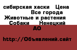 l: сибирская хаски › Цена ­ 10 000 - Все города Животные и растения » Собаки   . Ненецкий АО